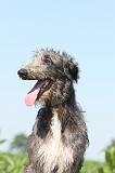 DEERHOUND 008